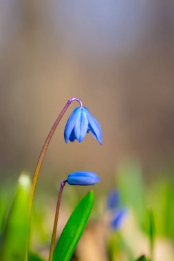 portre bir ormandaki güzel mavi ilkbahar kardelen