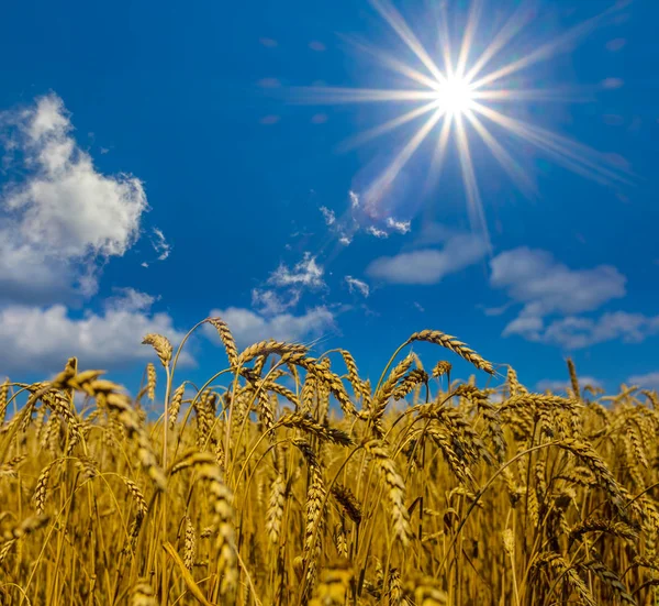 Nahaufnahme Goldenes Weizenfeld Unter Funkelnder Sonne — Stockfoto