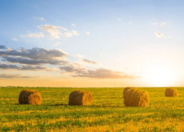 Campo Trigo Verano Después Una Cosecha Atardecer — Foto de Stock