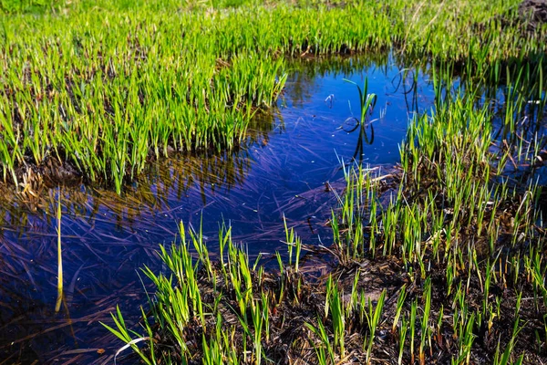 Kleine Plas Close Onder Een Groen Gras — Stockfoto