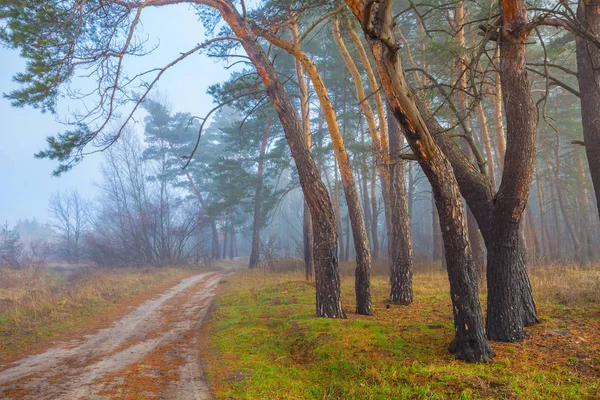 Toprak Yol Çam Ormanı Içinde Mavi Sis — Stok fotoğraf