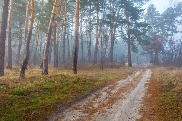 Madrugada Bosque Pinos Una Niebla Azul —  Fotos de Stock