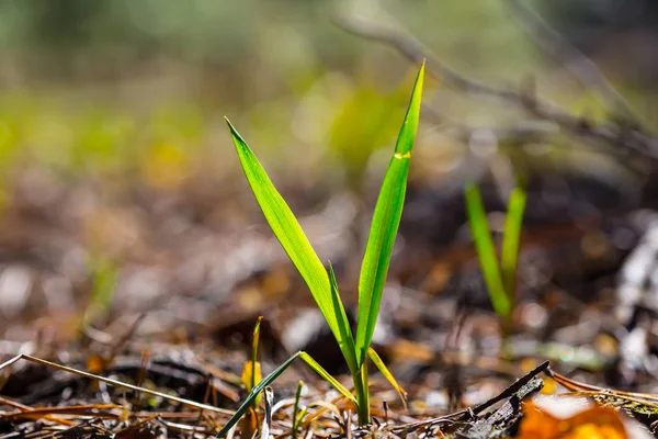 Primo Piano Fresca Pianta Erba Verde — Foto Stock