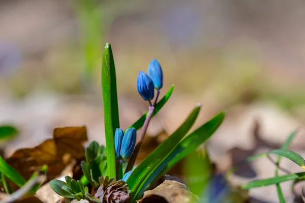 特写镜头小美丽的蓝色春天雪滴在森林里 — 图库照片