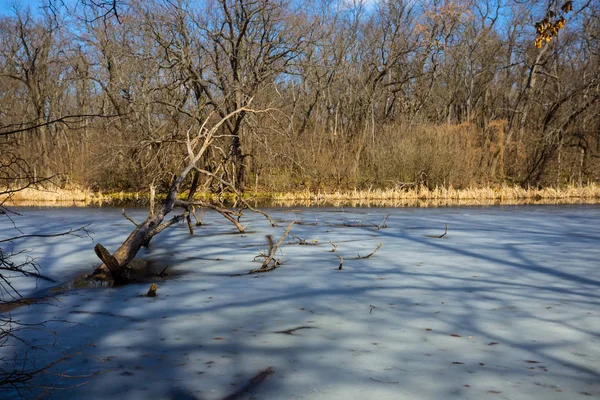 春の森の中で溶かし湖 — ストック写真