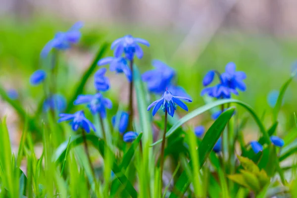 Mooie Blauwe Lente Sneeuwdruppel Bloemen Een Bos — Stockfoto