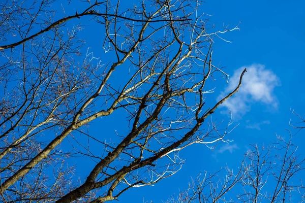 Nackt Frühling Baum Brnch Auf Einem Blauen Himmel Hintergrund — Stockfoto