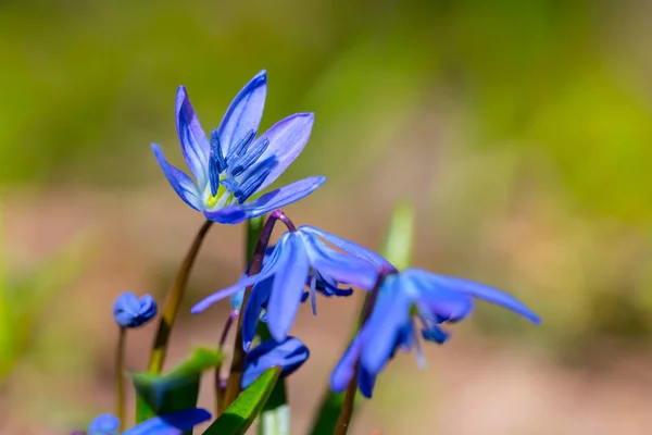 Όμορφα Μπλε Ανοιξιάτικα Λουλούδια Ένα Δάσος — Φωτογραφία Αρχείου