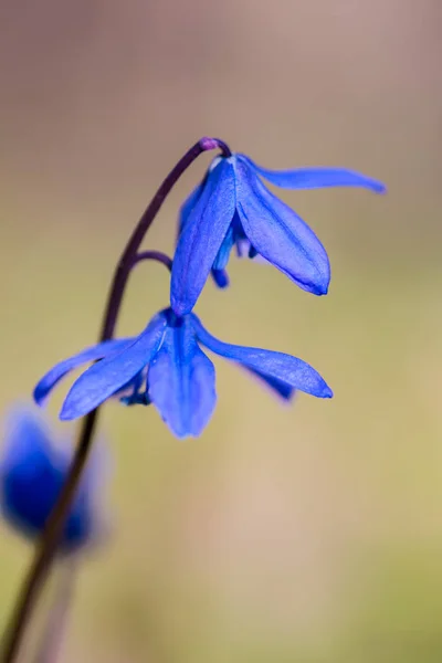 Closeup Beautiful Blue Spring Snowdrop — Stok Foto