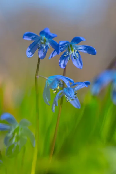 森の中の小さな美しい青い春スノー ドロップのヒープ — ストック写真
