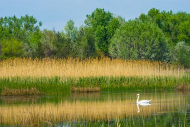 göl üzerinde beyaz kuğu, yaz sahnesi