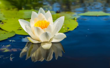 bir göl üzerinde yüzen beyaz su zambak
