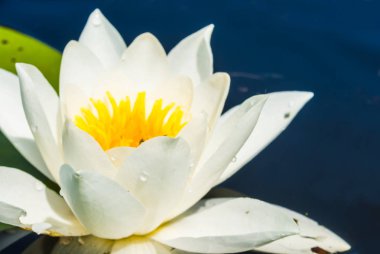 tatlı Beyaz Nilüfer Göle üzerinde