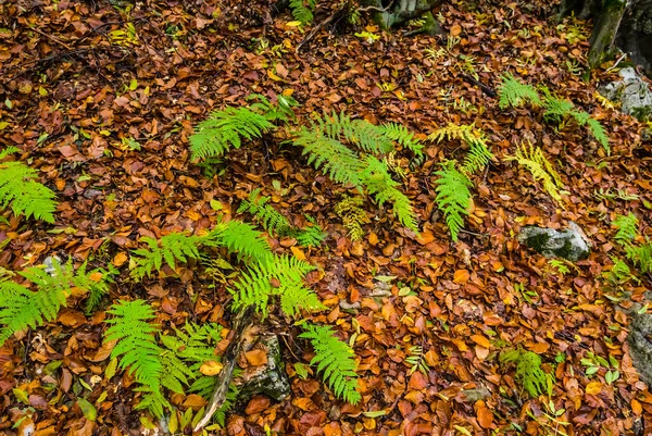 Vackra Gröna Ormbunke Växt Bland Torr Blad — Stockfoto