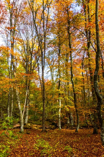 Herfst Beukenboom Groove Landschap — Stockfoto