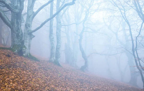 Forêt Hêtres Brumeux Sur Pente Mont — Photo