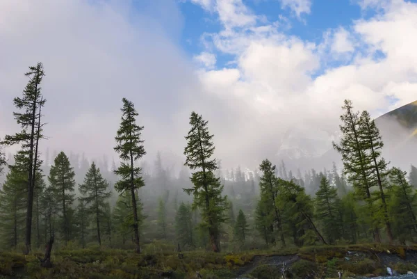 Grön Tallskog Ett Tätt Moln — Stockfoto