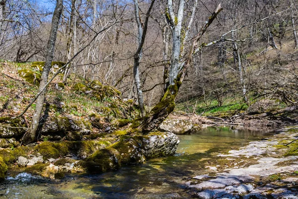 Liten Flod Rusar Ett Berg Fjädra Landskap — Stockfoto