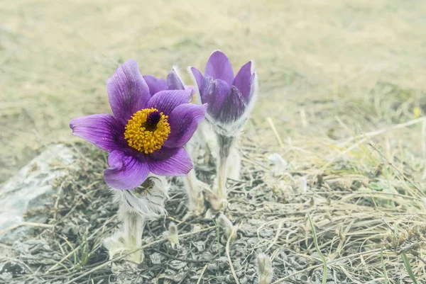 Heap Beautiful Spring Flowers Dry Grass — Stock Photo, Image