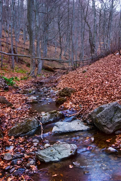 Pequeno Rio Montanha Que Corre Entre Umas Folhas Secas — Fotografia de Stock