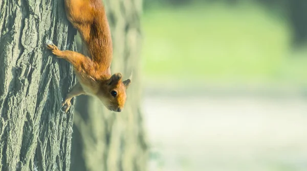 Closeup Red Squirrel Sit Tree — Stock Photo, Image