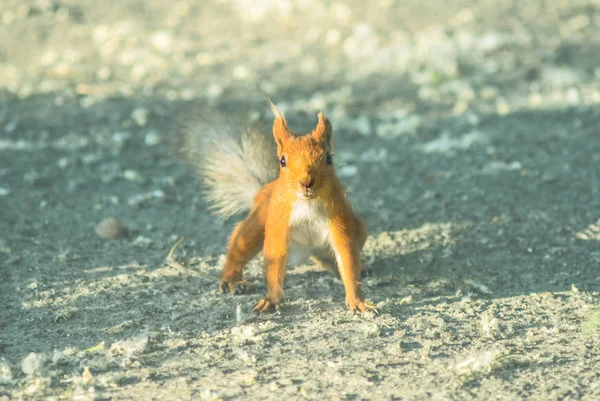 Closeup Red Squirrel Ground — Stock Photo, Image