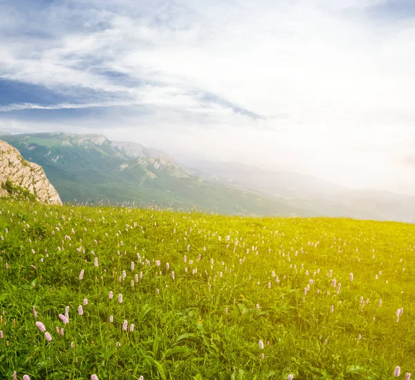 Grünes Bergplateau Mit Blumen Sonnenlicht — Stockfoto