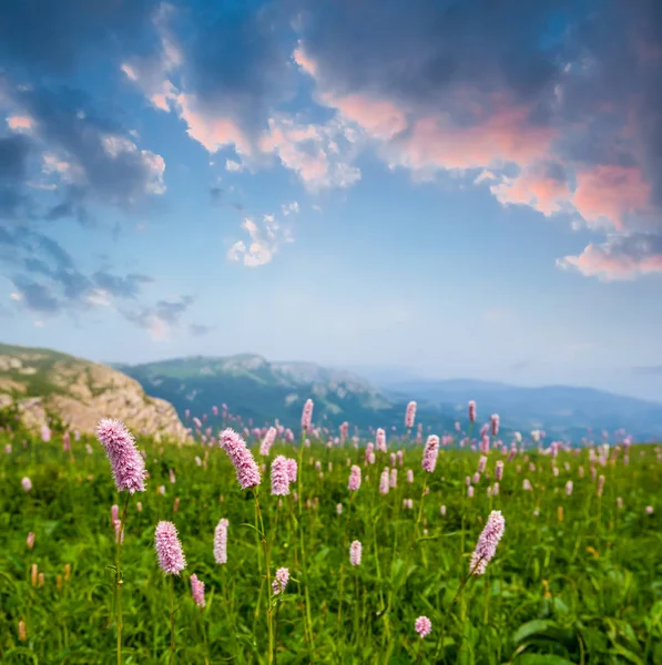 Zelená Horská Plošina Květinami Večer — Stock fotografie