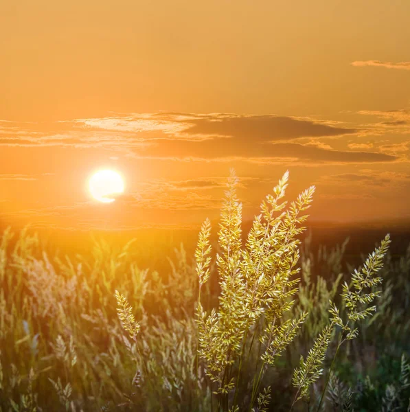 日没の背景にクローズアップ草原の草 — ストック写真