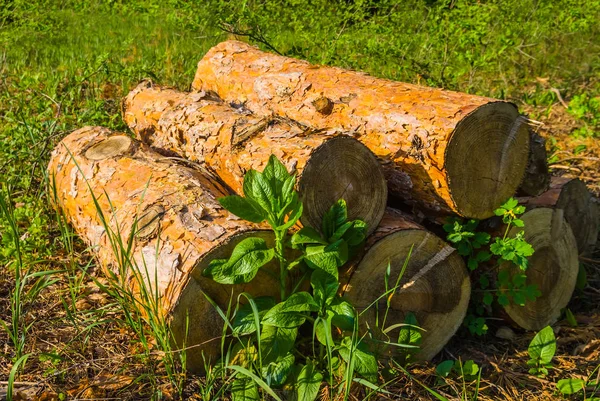 Крупним Планом Купа Соснового Дерева Лісовій Галявині — стокове фото