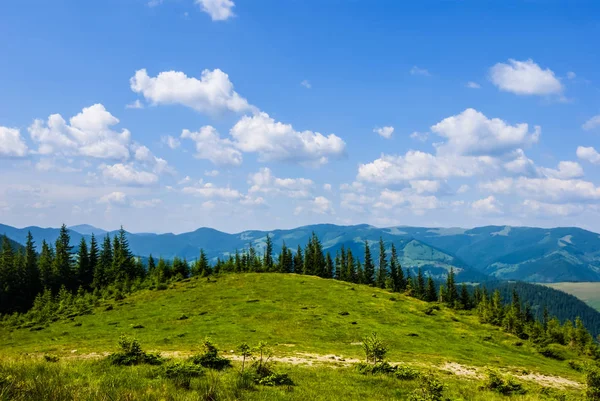 Colina Verde Com Uma Floresta Crescimento — Fotografia de Stock