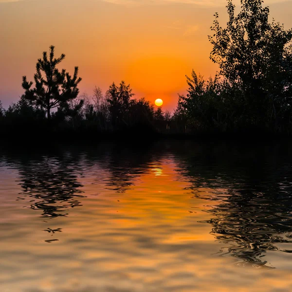 木のシルエットを持つ湖の海岸の夕日 — ストック写真