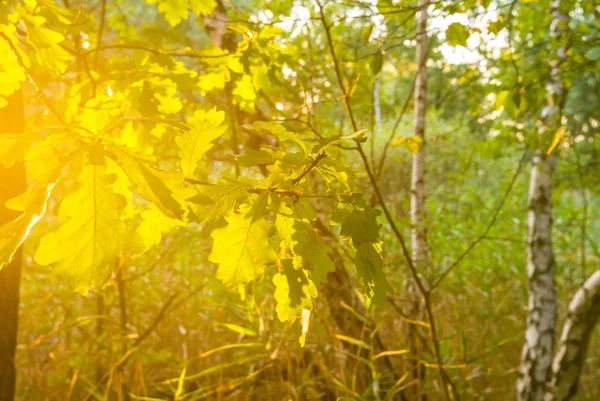 Scena Lasu Zbliżenie Wieczór Gałąź Dębu Słońcu — Zdjęcie stockowe
