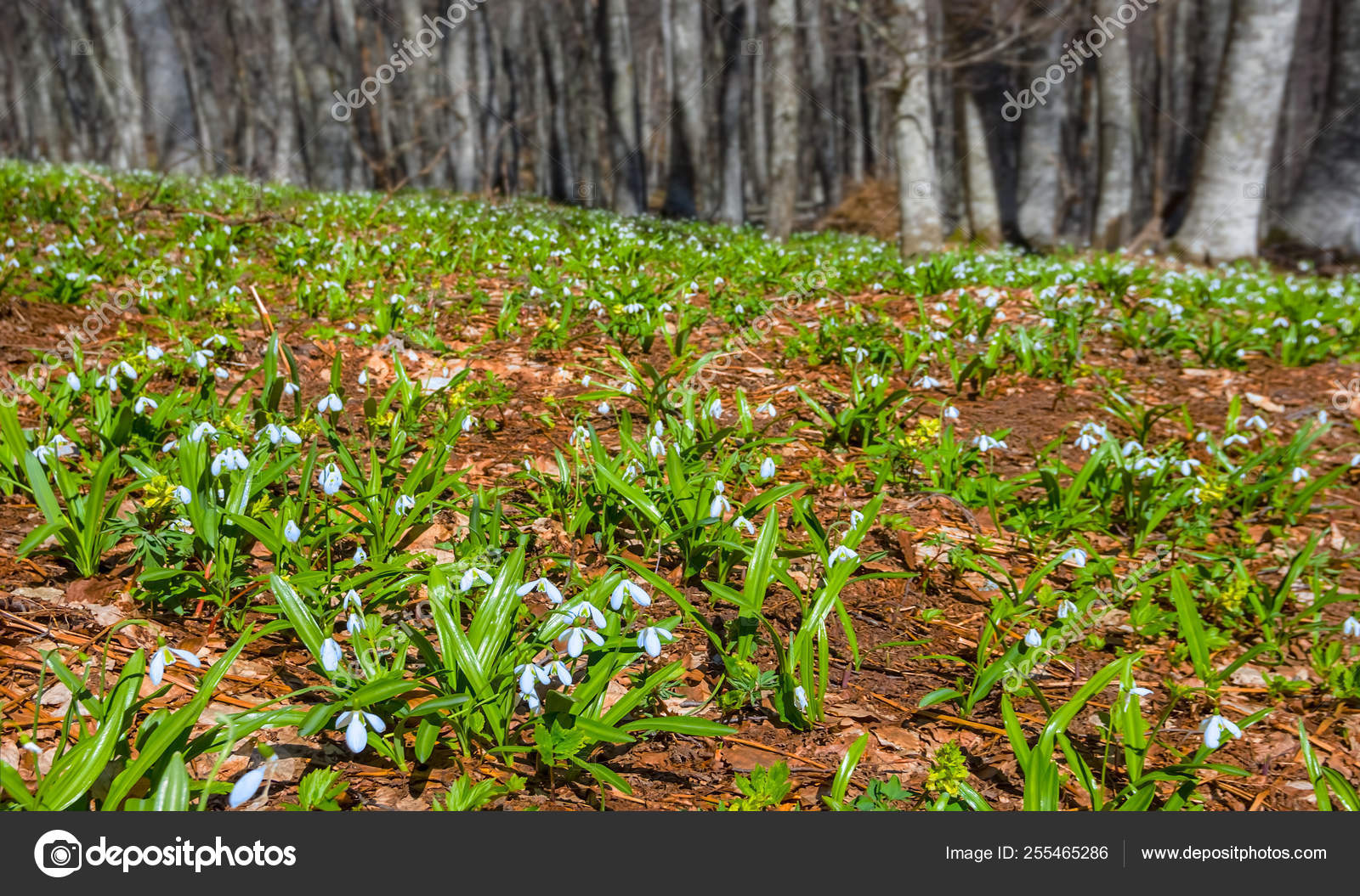 Belles Fleurs Blanches Sur Une Clairière Forêt image libre de droit par  york_76 © #255465286
