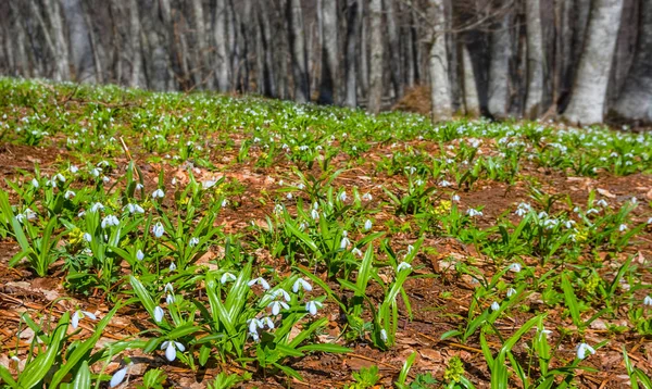 Beautiful White Snowdrop Flowers Forest Glade — Stock Photo, Image