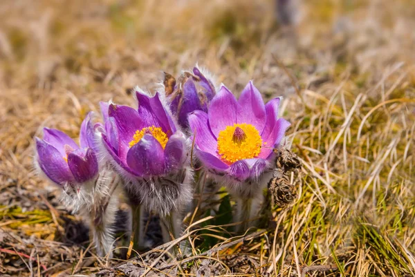 乾いた草の中のクローズアップの花 — ストック写真