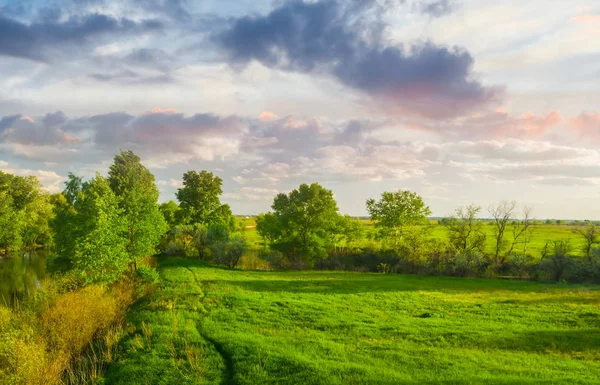 Zelené Pole Večer Přirozené Letní Pozadí — Stock fotografie