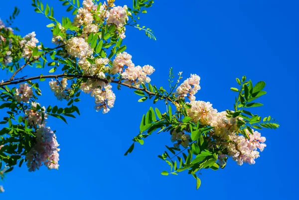 Closeup Pohon Acacia Baranch Pada Latar Langit Biru — Stok Foto