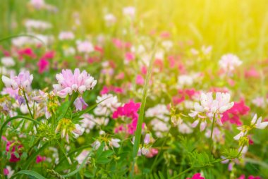 beautiful closeup flowers in a prairie
