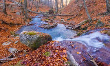 dağ nehri kuru yaprakları arasında acele