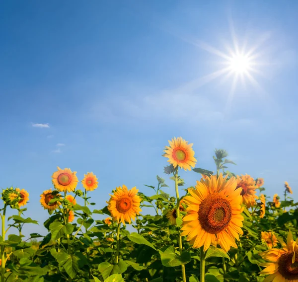 Beautiful Sunflower Field Sunny Day — Stock Photo, Image