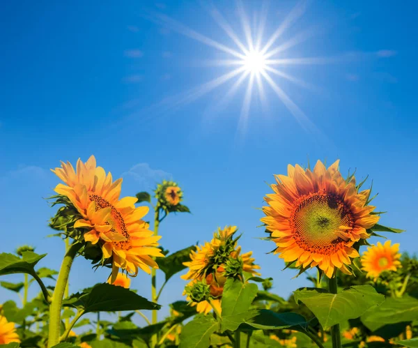 美丽的向日葵花在阳光明媚的日子 — 图库照片