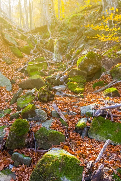 Floresta Montanhosa Com Folhas Vermelhas Secas — Fotografia de Stock