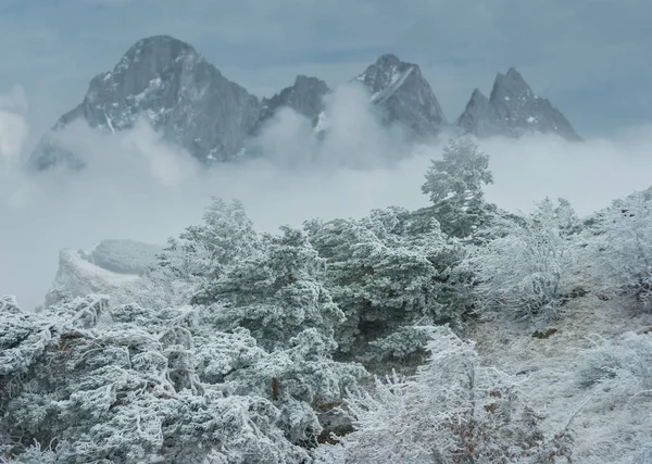 Paysage Montagne Montagne Dans Brume Forêt Dans Neige — Photo