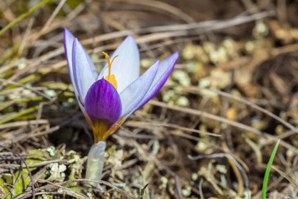 Bir Çim Tek Başına Violet Crocus Çiçek — Stok fotoğraf