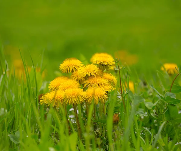 Beautiful Yellow Dandelion Flowers Grass — Stock Photo, Image