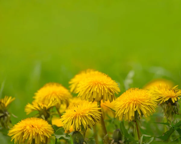 Closeup Yellow Dandelion Flowers Green Grass — Stock Photo, Image
