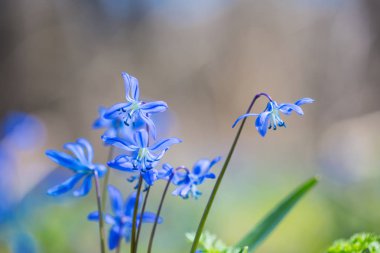 bir orman bahar güzel mavi kar çiçek