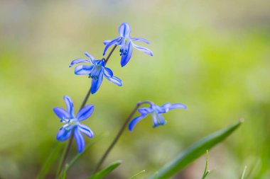 İlkbahar bahar güzel mavi orman çiçek