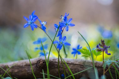 İlkbahar bahar güzel mavi orman çiçek